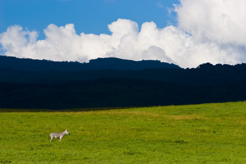 Plains Zebra In Ngorongoro Crater